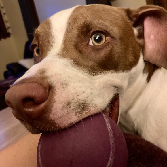 Meet your Posher, Kate - Picture 1 of 1